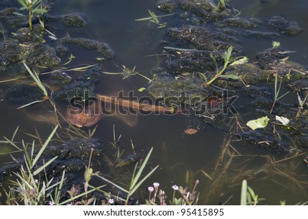 A Floridian soft shell turtle in a pond in Juno Beach Florida.