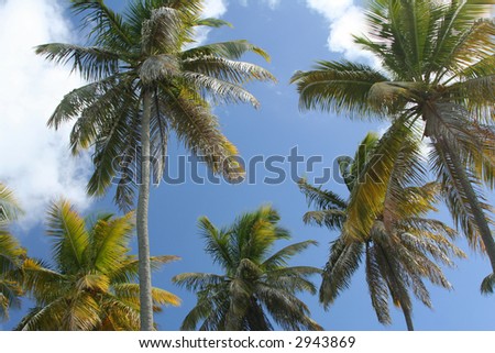 Stately palm trees line the beaches of St. John in the USVI.
