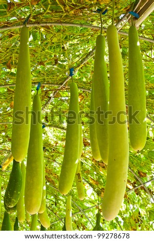 Wax gourd or Chalkumra or winter melon