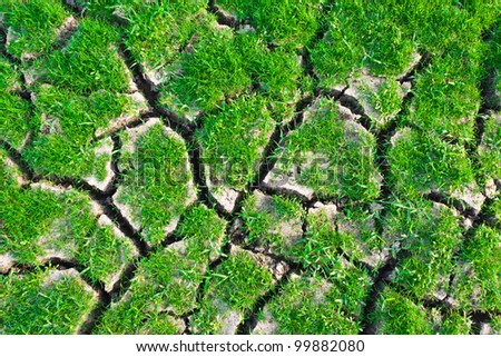 Texture of green grass on cracked earth