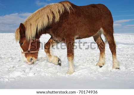 Winter Grazing:  A farm horse paws the ground to uncover grass beneath the snow.