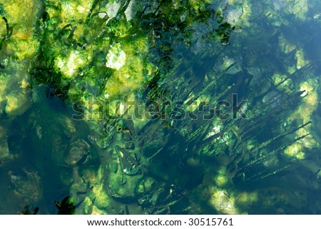 Green weed pattern in hot spring