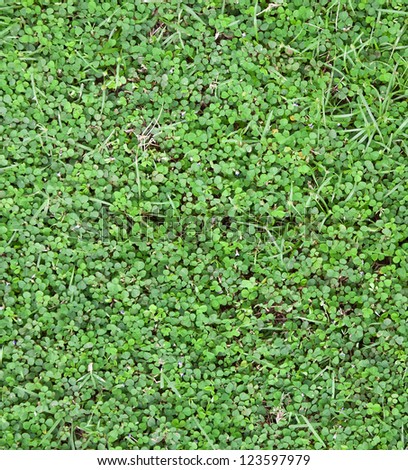 lawn verdant for design or background