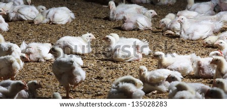 white chicken for meat at farm, no avian influenza