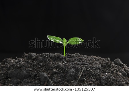 Green sprout growing from seed on soil fertility