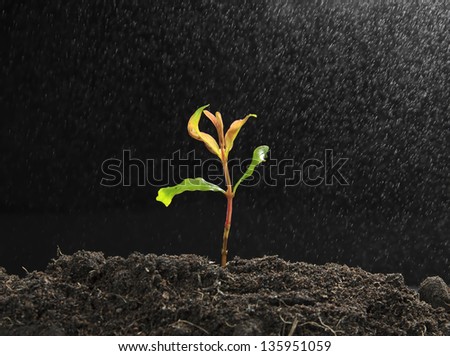 Green sprout growing from seed with steam on soil fertility