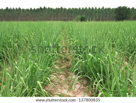 sugar cane farm plentifully at kanchanaburi