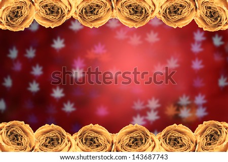 beautiful dry white rose frame on blur maple leaves bokeh red background