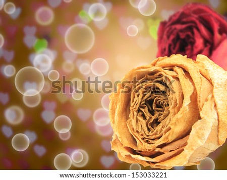 beautiful dry white and red rose on bubble with blur heart bokeh gold background