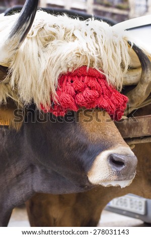 Typical ox of Basque Country, decorated for the Oxen race, typical basque rural sport. (Northern Spain).