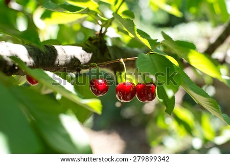Ecological fresh sweet ripe cherries from Valle del Jerte in Spain, in cherry-tree.