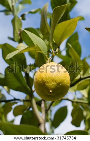 Lemon Tree with Fresh Lemon Hanging in Branch