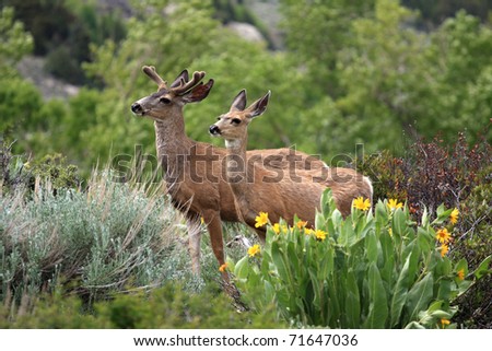 Male and Female Mule Deer