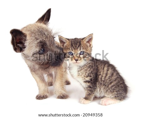 Cairn Terrier Puppies on Cairn Terrier Puppy Sniffing A Kitten  Stock Photo 20949358