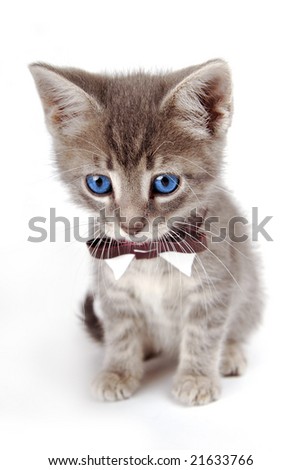 kitten bow tie