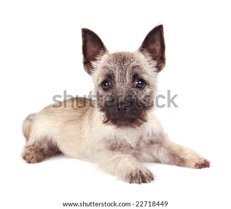 cairn terrier puppies. A cute Cairn Terrier puppy