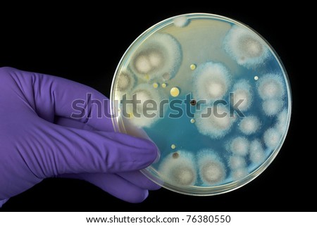 hand in violet glove holds petri dish with bacterium, isolated on black