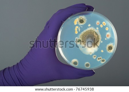 hand in violet glove holds petri dish with bacterium, grey background