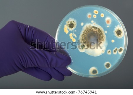 hand in violet glove holds petri dish with bacterium, grey background