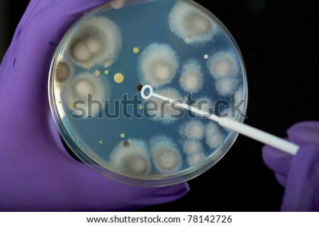 hand in violet glove holds petri dish with bacterium, isolated on black