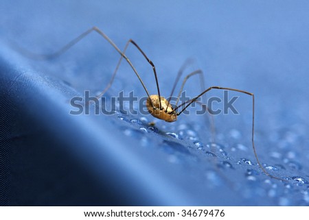 Daddy long legs spider on blue fabric