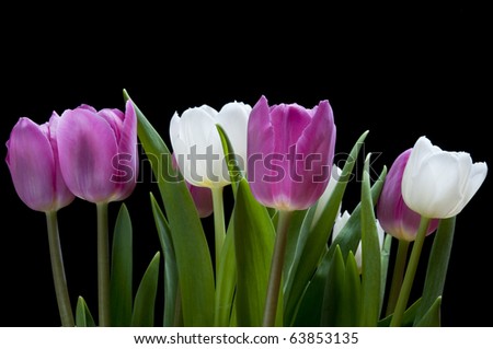 [Obrazek: stock-photo-white-and-purple-tulips-on-b...853135.jpg]