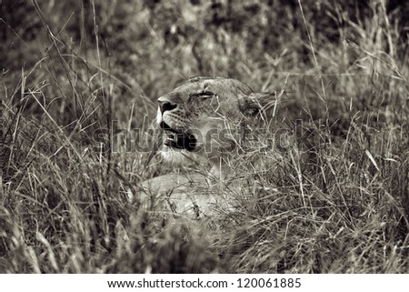 female lion observes carefully his kingdom