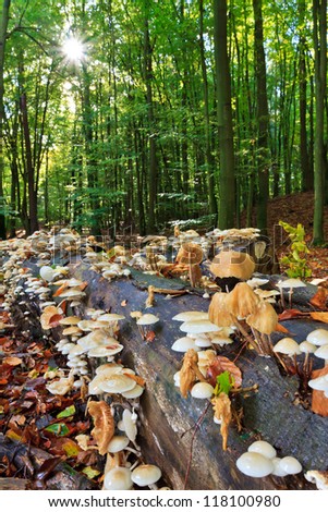 Mushrooms on dead Wood in Fall, german Woodlands near Berlin