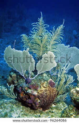 little tropical Coral Reef