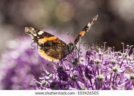 American Painted Lady or American Lady (Vanessa virginiensis) butterfly