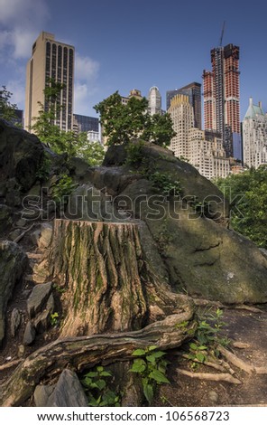 Central Park, New York City tree stump