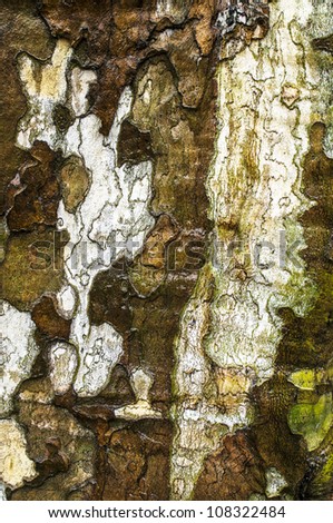 bark of American Sycamore tree, Platanus occidentalis, also known as American Sycamore, American planetree, Occidental plane, and Buttonwood