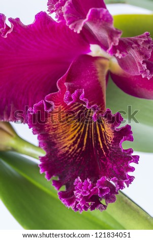 The Cattleya Orchidaceae are a diverse and widespread family of flowering plants with colorful and fragrant blooms, commonly known as the orchid family