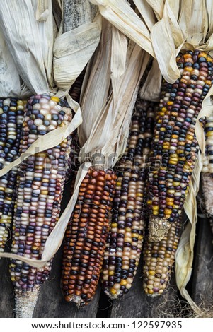 Flint corn, (Zea mays indurata; also known in most countries as Indian corn or sometimes calico corn)