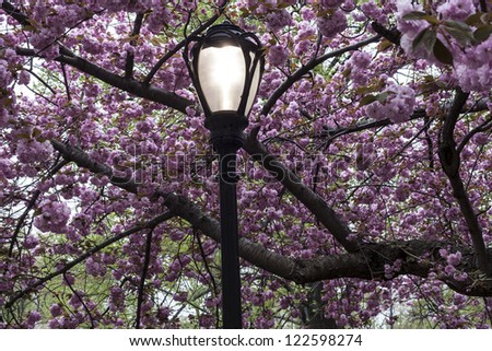 Central Park, New York City Prunus serrulata \'Kanzan\' - Japanese Flowering Cherry