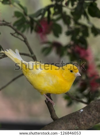 canary, (Serinus canaria domestica)  in bottle brush tree in South Florida