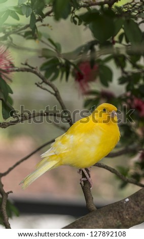 canary, (Serinus canaria domestica)  in bottle brush tree in South Florida