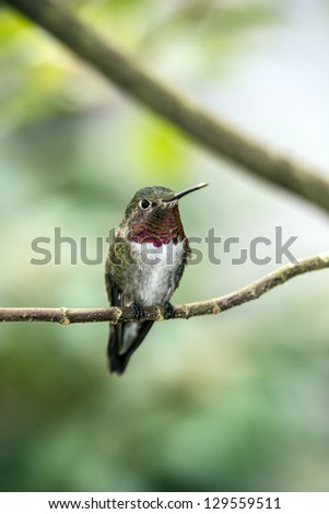 Rufous Hummingbird (Selasphorus rufus) Perched in tree in South Florida