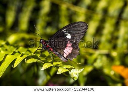 Common Rose longwing butterfly is a mainly day-flying insect of the order Lepidoptera