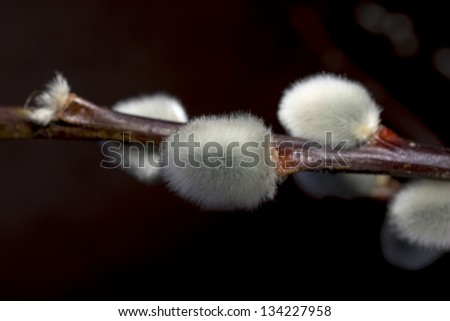 Goat willow or goat sallow (Salix caprea), a small tree native to northern Europe and northwest Asia.
