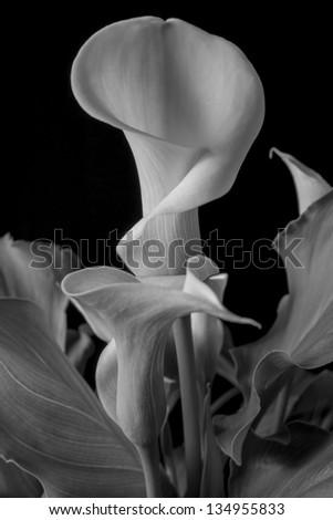 Zantedeschia aethiopica (common names calla lily, arum lily; a