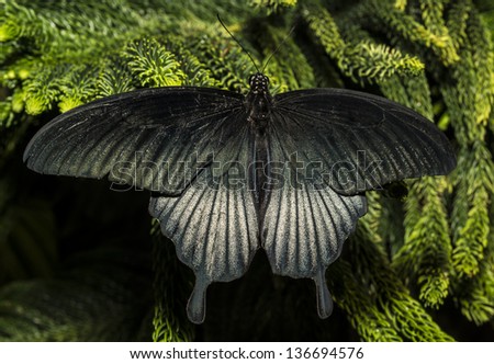 The Great Mormon (Papilio memnon) is a large butterfly that belongs to the swallowtail family and is found in southern Asia