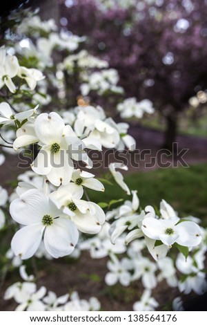 Cornus florida (flowering dogwood) is a species of flowering plant in the family Cornaceae native to eastern North America