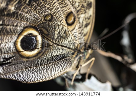 A butterfly is a mainly day-flying insect of the order Lepidoptera