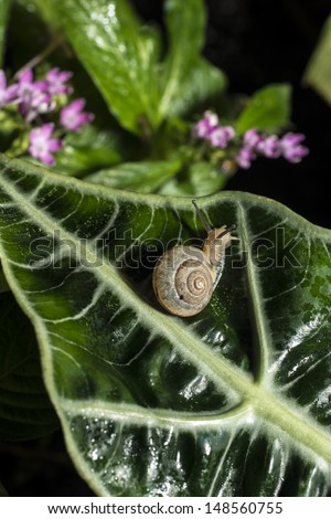 Snail is a common name that is applied most often to land snails, terrestrial pulmonate gastropod molluscs