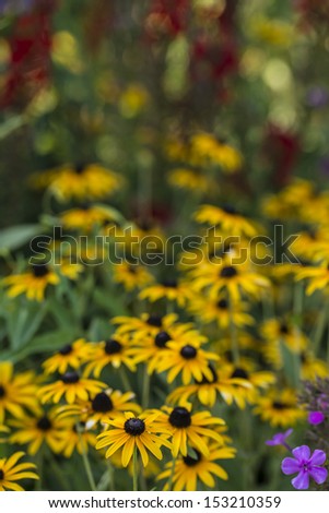 Rudbeckia hirta, black-eyed Susan, is a species of flowering plant in the family Asteraceae, native to the central United States