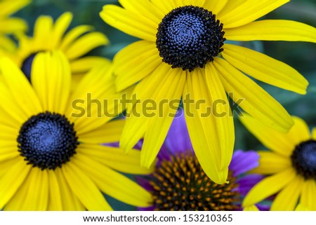 Rudbeckia hirta, black-eyed Susan, is a species of flowering plant in the family Asteraceae, native to the central United States