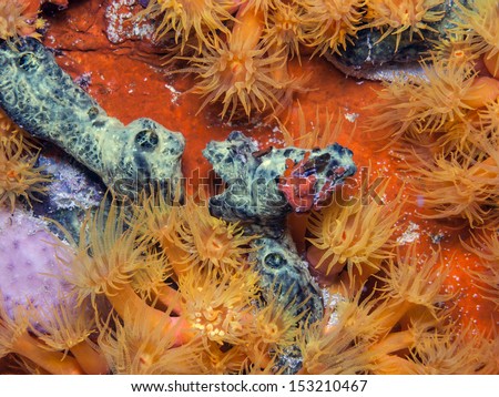 Orange Cup Coral (Tubastrea coccinea) belongs to a group of corals known as large-polyp stony corals at night with tear drop crab