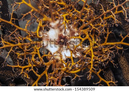 Underwater on coral reef Basket stars are a group of brittle stars. They are treated as a suborder Euryalina[or order Euryalida