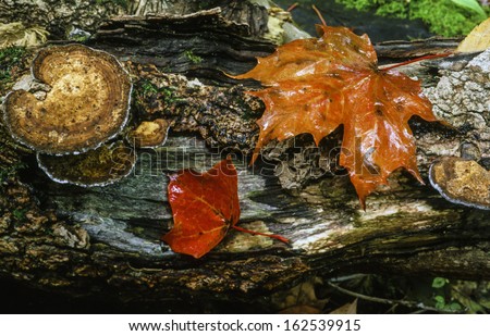 Autumn leaves in upstate new York maple leaf on log